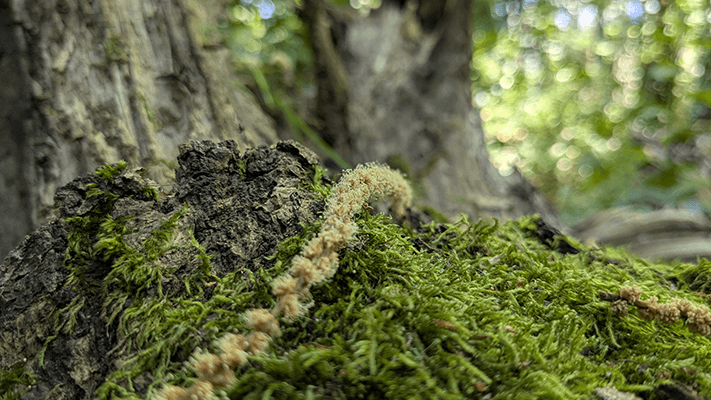 Picture of the news: Pinkie Pie style